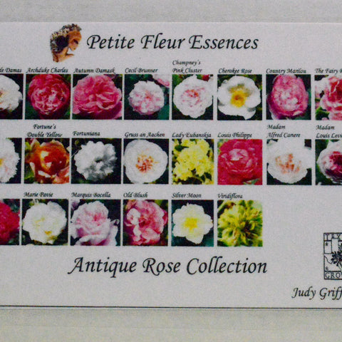 Antique Rose Collection Flower Essences