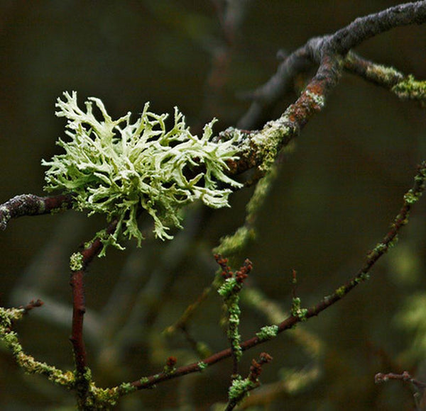 Oakmoss Absolute (Evernia prunastri and furfuracea) 