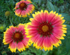 Gaillardia flower