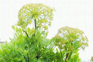 Galbanum Ferula gumbosa, Essential Oil