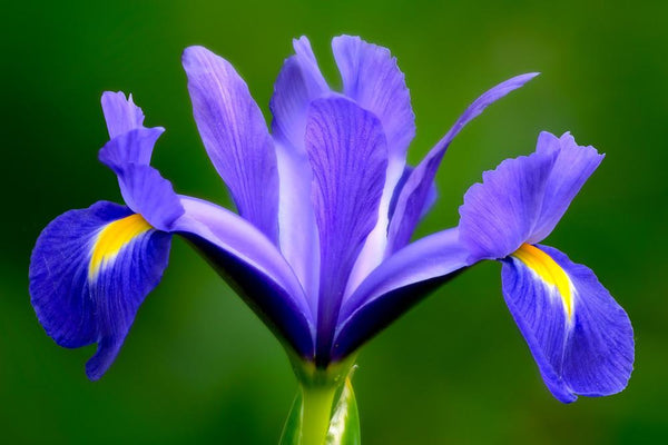 Iris Flower