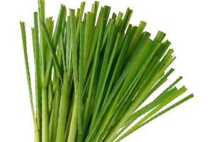 Lemongrass ,Cynbopogan citratis, Essential Oil