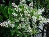 ligustrum flower