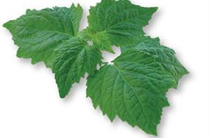 Patchouli( aged), Pogostemon patchouli, Essential Oil