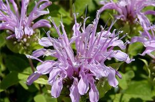 Bergamot Essential Oil