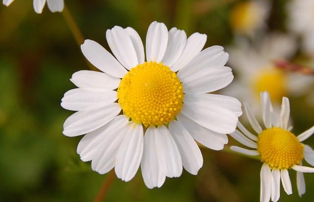 Blue Chamomile Absolute