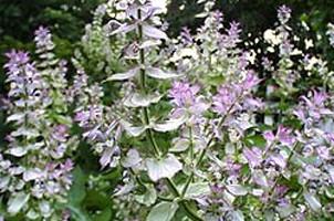 Clary Sage (Salvia sclaria) Essential Oil