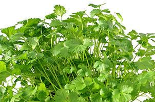 Coriander Essential Oil - Aroma Health Texas