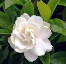 Gardenia Flower