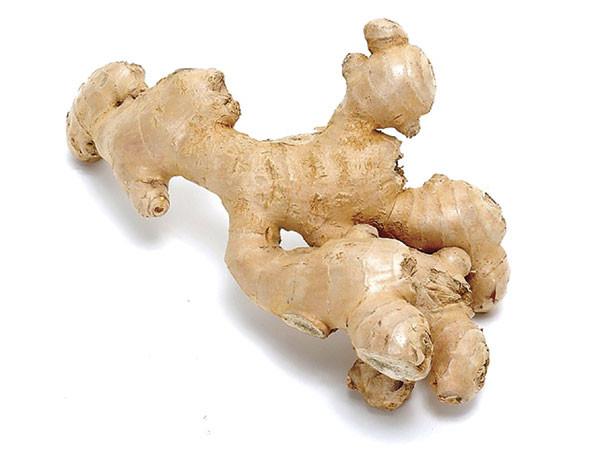 Ginger root, Zingiber officinales, Essential Oil