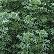 Wormwood  Artemesia absinthe,Essential Oil - Aroma Health Texas