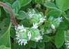 Knotted Marjoram Flower