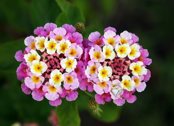 lantana flower