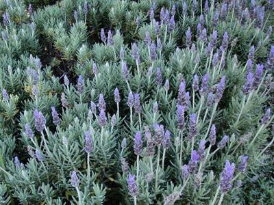 Lavender concrete (Lavandula officinales)