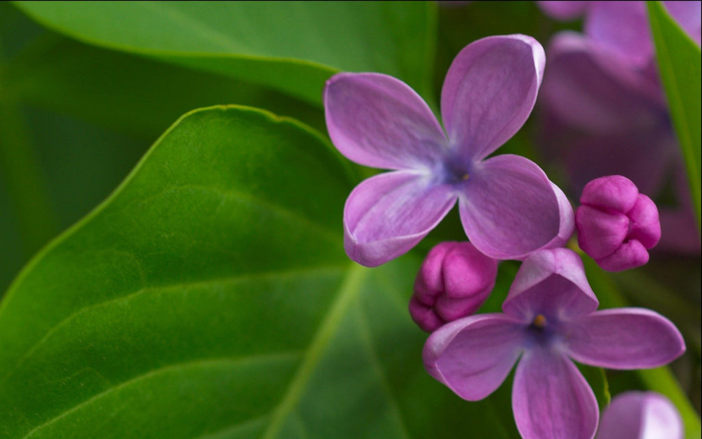 Lilac Flower