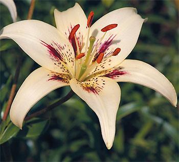 Lily Flower