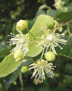 Linden Blossom, Tilia cordata