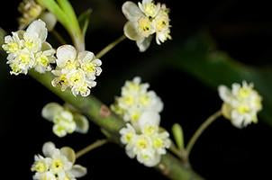 Litsea Cubeba, May chang, Essential oil