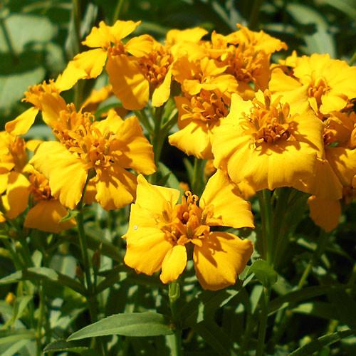 Marigold Mint, Tagetes lucida, Essential Oil