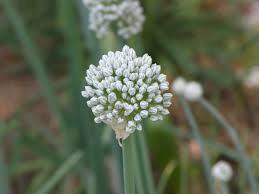 Onion Flower