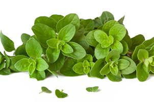 Oregano, Oreganum vulgare, Essential Oil Floral Water 