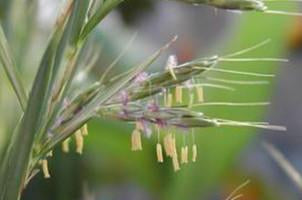 Palmarosa, Cymbopogon martinii, Essential Oil