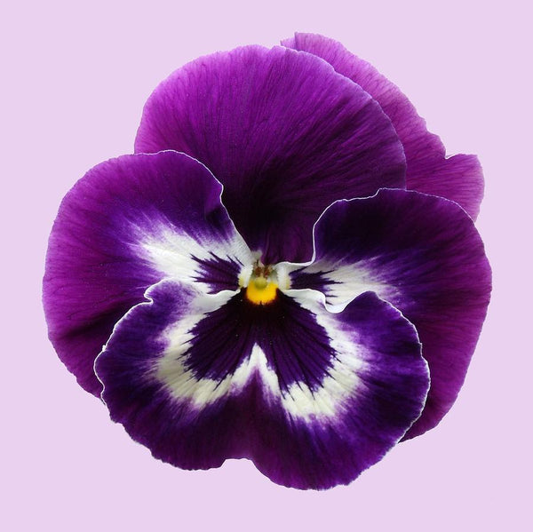 Pansy Flower