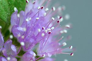 Pennyroyal, Mentha pulegium,  Healing Floral Water