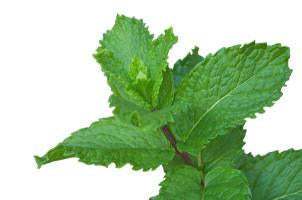 Peppermint, Mentha peperita, Essential Oil 