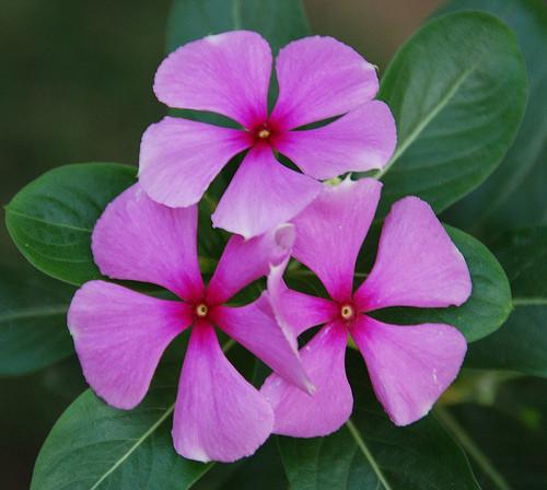 Periwinkle flower