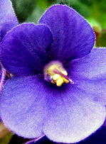 African Violet Flower