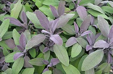 Sage, Salvia officinalis, Healing  Floral Water