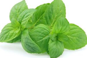 Spearmint, Mentha spicata, Essential Oil - Aroma Health Texas