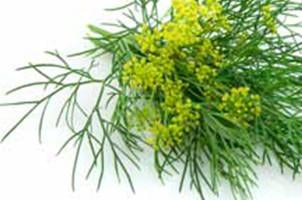 Sweet Fennel, Foeniculum vulgare, Essential Oil